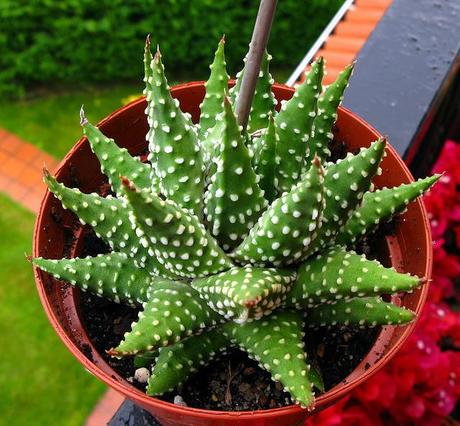 Haworthia pumilla