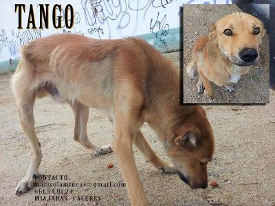 Tango, famélico, con las orejas cortadas y ahora su destino ¿la perrera? QUE INJUSTO!!