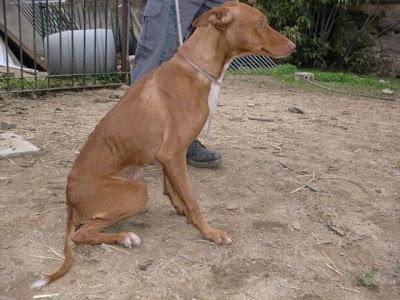 Tres perros cazadores necesitan ayuda urgente.