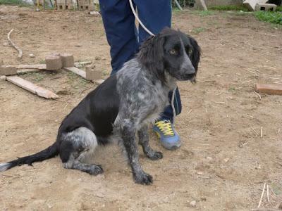 Tres perros cazadores necesitan ayuda urgente.