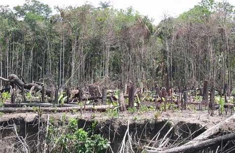 La Reserva Forestal Imataca un bosque en peligro de extinción