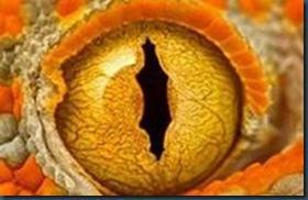OJOS DE GECKO
