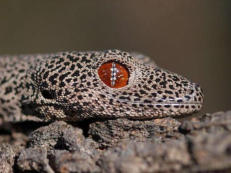Click en la imagen para mucho más... ojo gecko