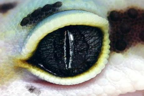 Click en la imagen para ver más OJO GECKO