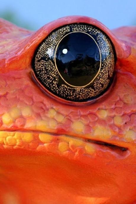 OJOS DE GECKOS OJOS DE GECKOS