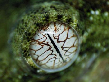 OJOS DE GECKOS OJOS DE GECKOS