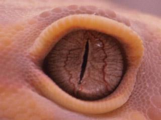 Click en la imagen para ver más OJO GECKO