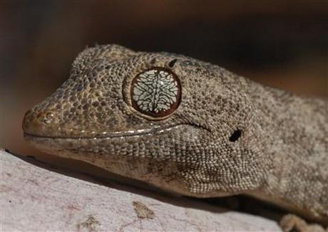 Click en la imagen para más ojos gecko