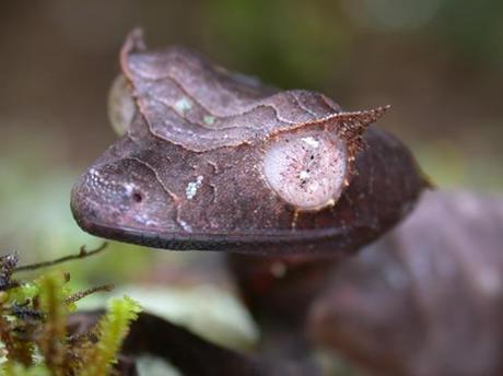 click en la imagen para más ojos de gecko