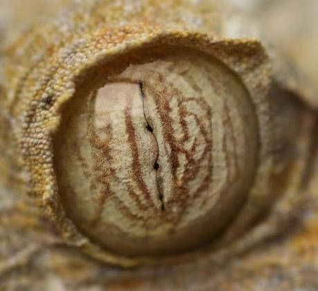 Click en la imagen para ver más ojos de gecko