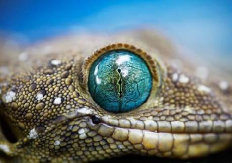 OJO DE GECKO