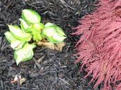 Usar Mulch Negro para alegrar zonas sombra