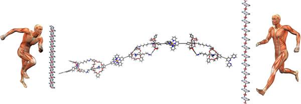 Nano-maquinas moleculares se unen para imitar a los musculos verdaderos.