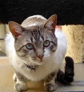 ¿Qué significa soñar con gatos?