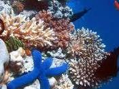 Gran Barrera Coral!!