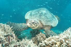 La Gran Barrera de Coral!!