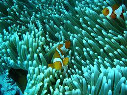 La Gran Barrera de Coral!!