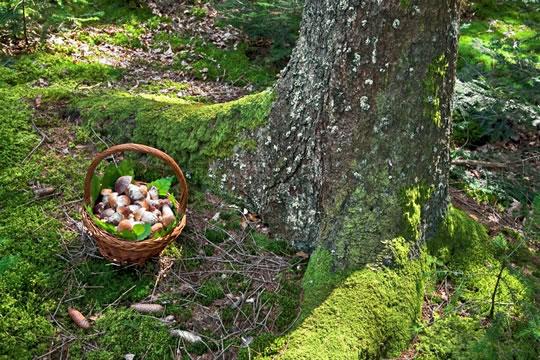 Un bonito premio concedido por el Houris in the Garden un...