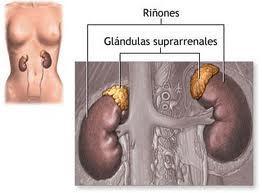 Insuficiencia suprarrenal o Enfermedad de Addison