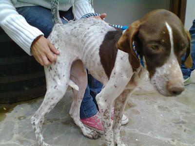 CALMA,CASO DE ABANDONO Y EXTREMA DESNUTRICIÓN!