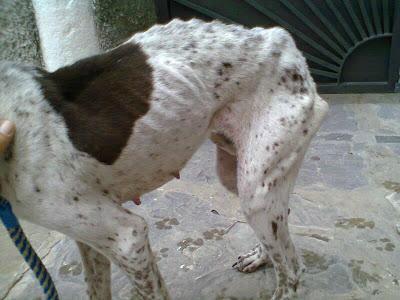 CALMA,CASO DE ABANDONO Y EXTREMA DESNUTRICIÓN!