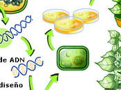 ¿que transgenicos como hacen?