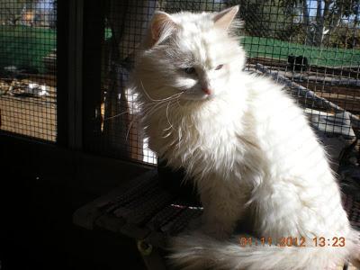 MARAVILLOSO PERSA BLANCO JOVEN ...Y ¡¡¡ CIEGO !!!! ....MILTON necesita una familia...(LERIDA)