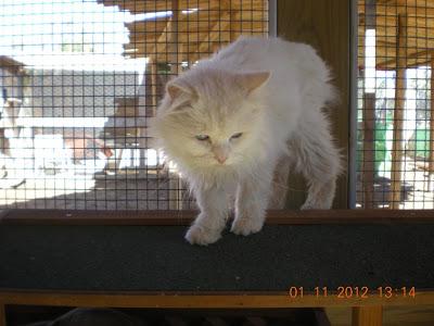 MARAVILLOSO PERSA BLANCO JOVEN ...Y ¡¡¡ CIEGO !!!! ....MILTON necesita una familia...(LERIDA)