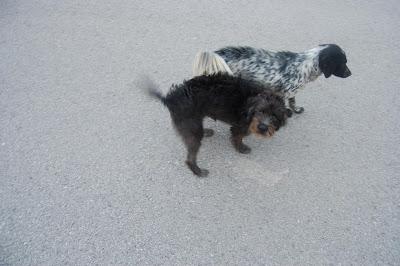PERRITAS ABANDONADAS CERCA DEL CANAL DONDE MUCHOS PERROS MUEREN AHOGADOS. (PUERTO CADIZ)