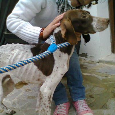 Foto: Esta perrita acaba de ser rescatada por una amiga de Tarifa. Necesita acogida urgente. Es de tamaño mediano/grande, parece una Pointer de pura raza, seguramente abandonada porque no sirva para la caza... DIFUSIÓN A TOPE, ACOGIDA URGENTÍSIMA! La persona que la ha recogido está TOOOOOODO el día fuera de casa.638499271
