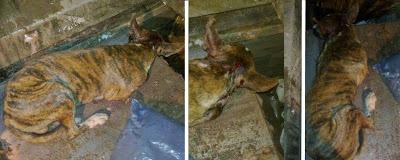 Rescatado dentro del camión de la basura