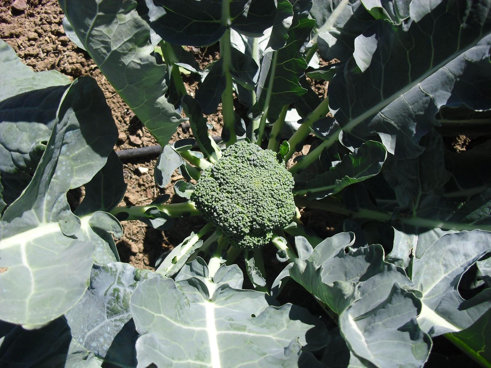 LA ACTIVIDAD EN EL HUERTO EN OCTUBRE