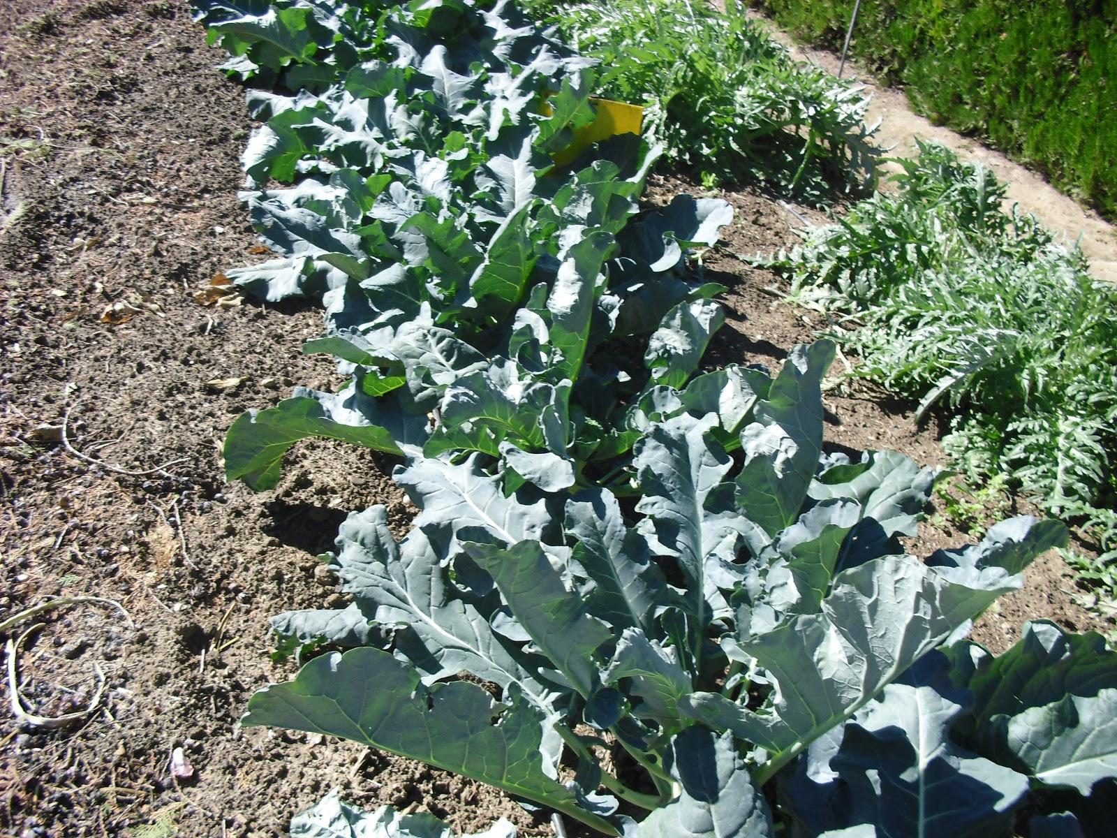 LA ACTIVIDAD EN EL HUERTO EN OCTUBRE