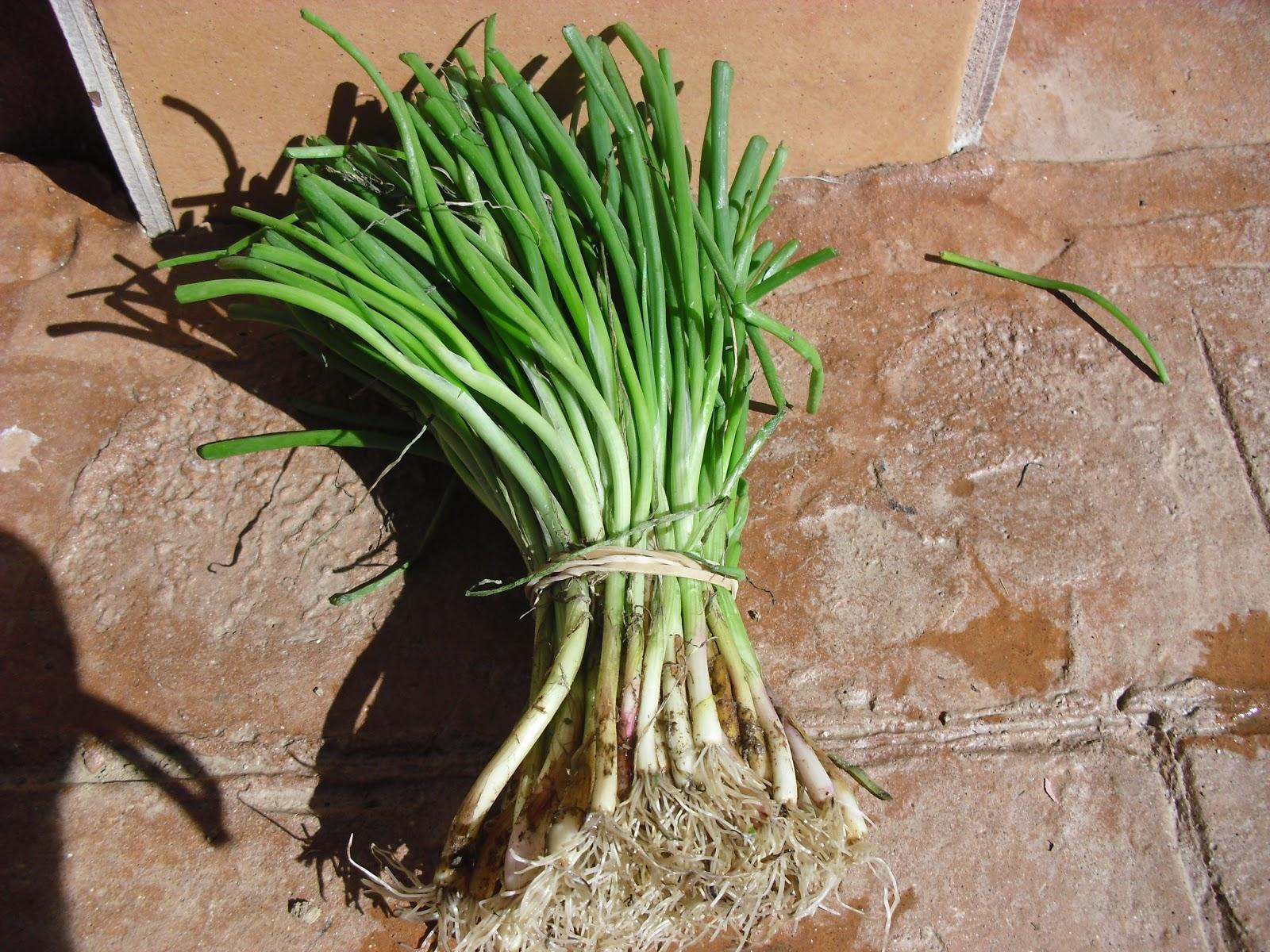 LA ACTIVIDAD EN EL HUERTO EN OCTUBRE