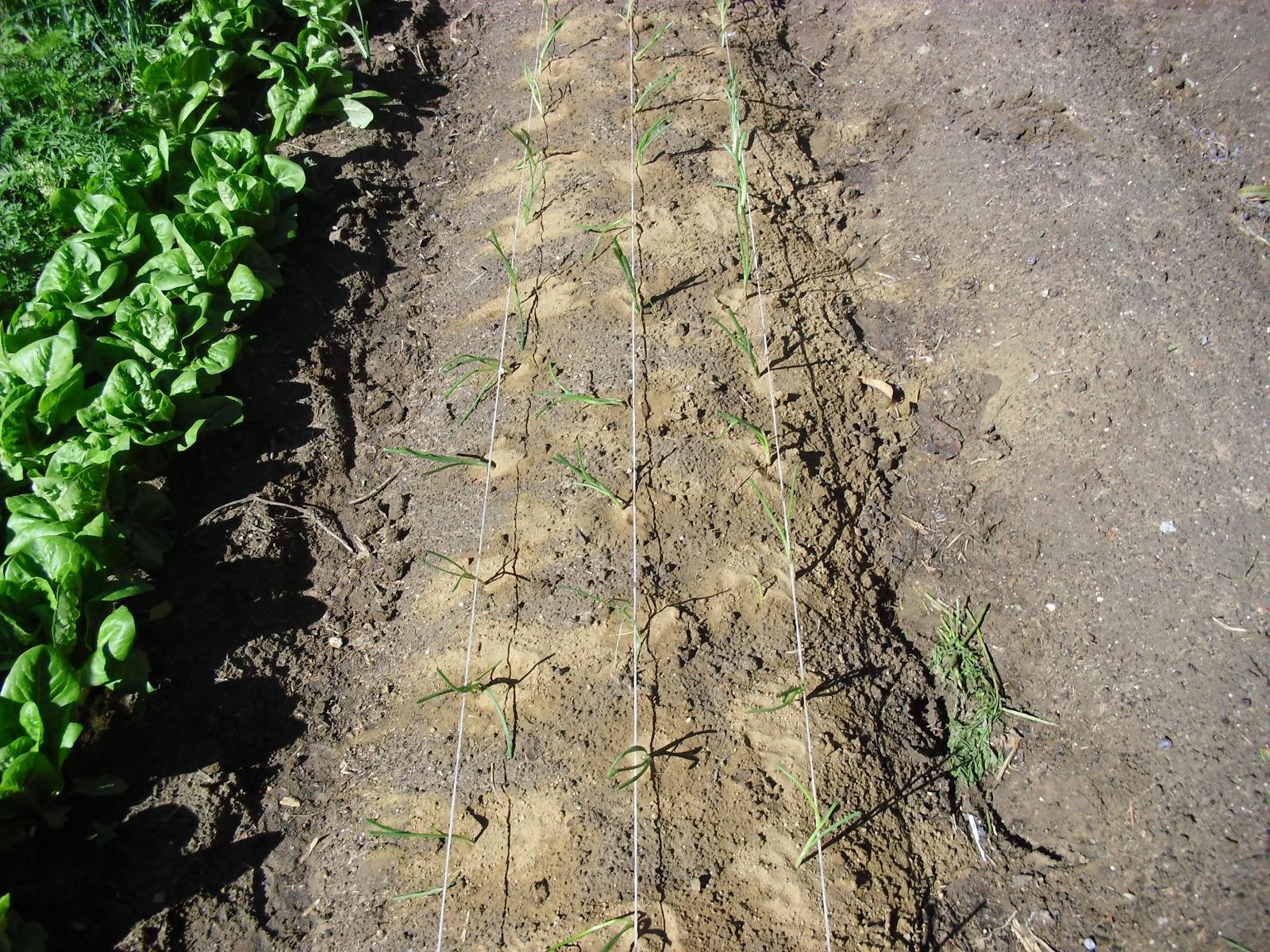 LA ACTIVIDAD EN EL HUERTO EN OCTUBRE