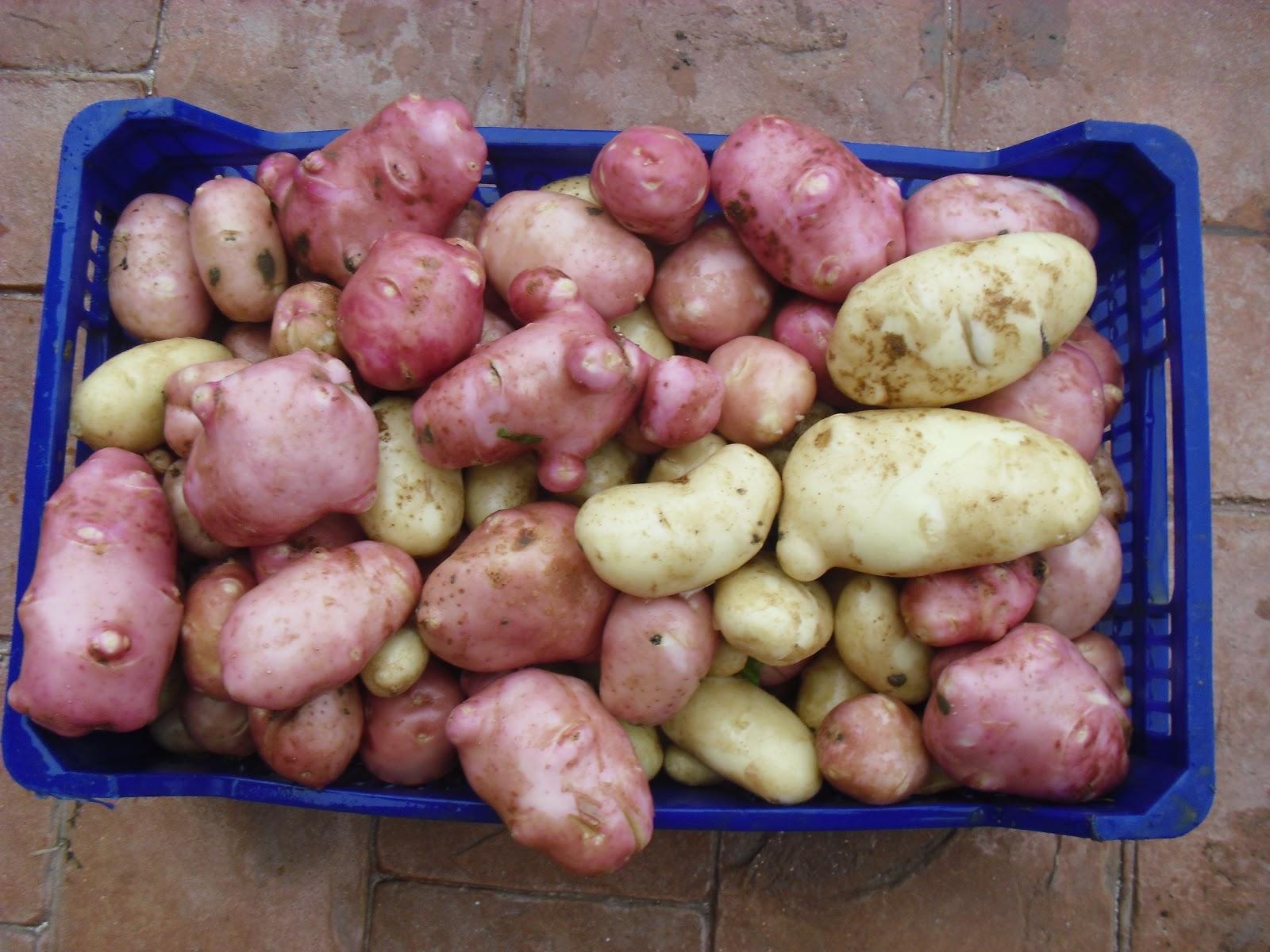 LA ACTIVIDAD EN EL HUERTO EN OCTUBRE