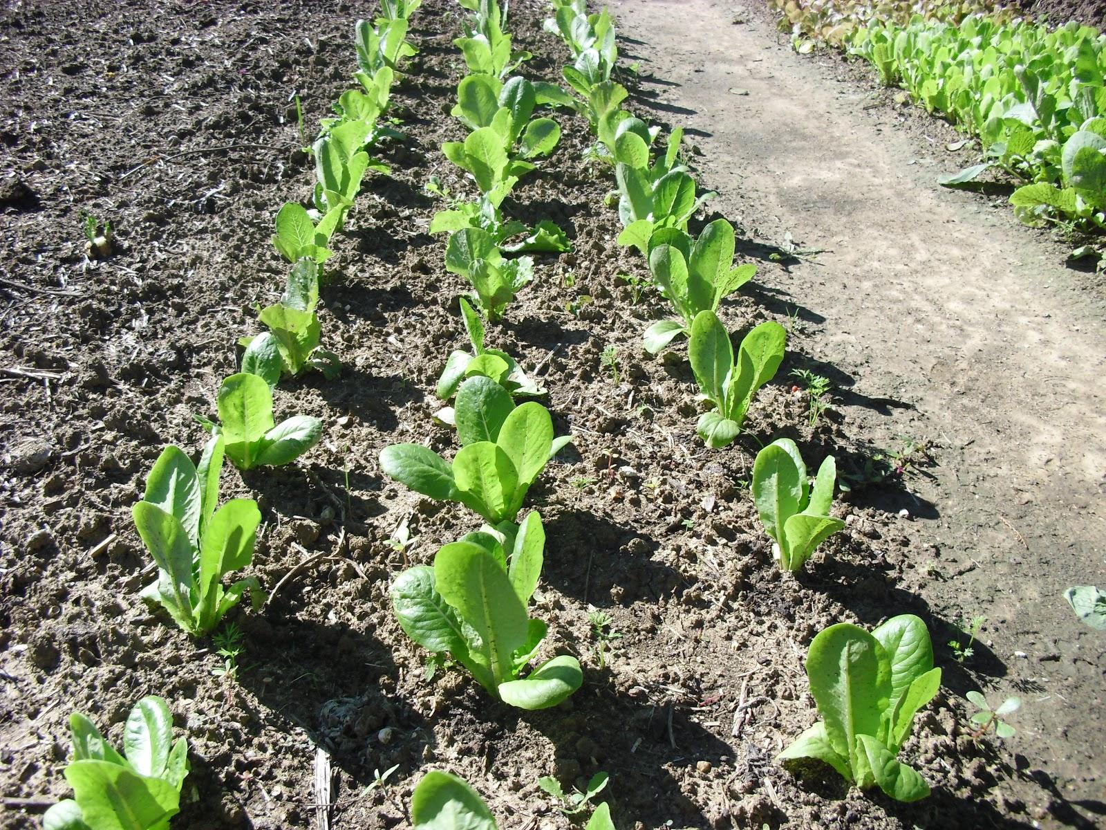 LA ACTIVIDAD EN EL HUERTO EN OCTUBRE