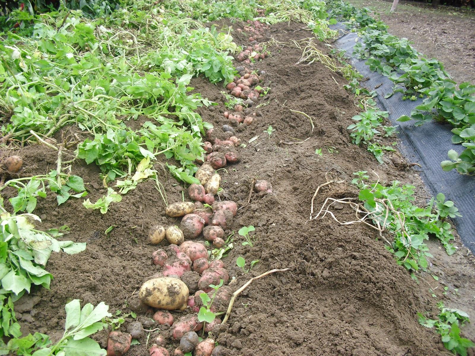 LA ACTIVIDAD EN EL HUERTO EN OCTUBRE