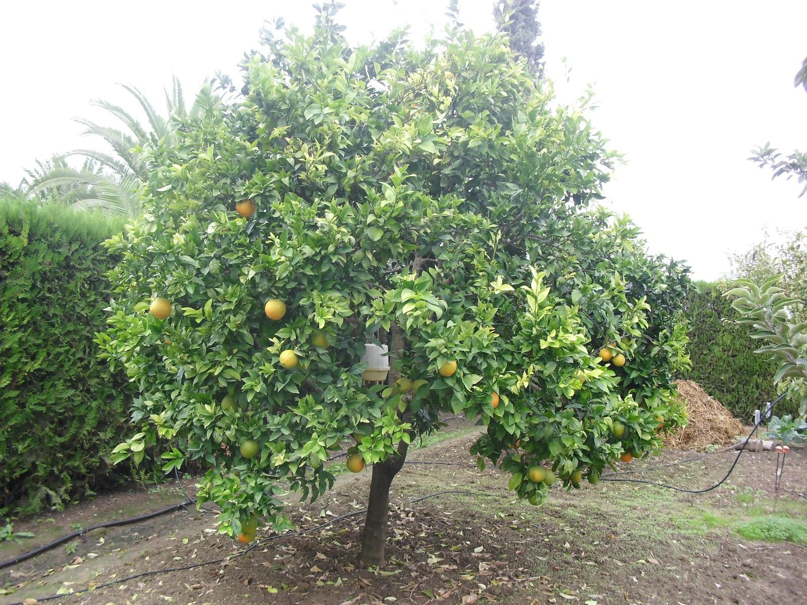 LA ACTIVIDAD EN EL HUERTO EN OCTUBRE