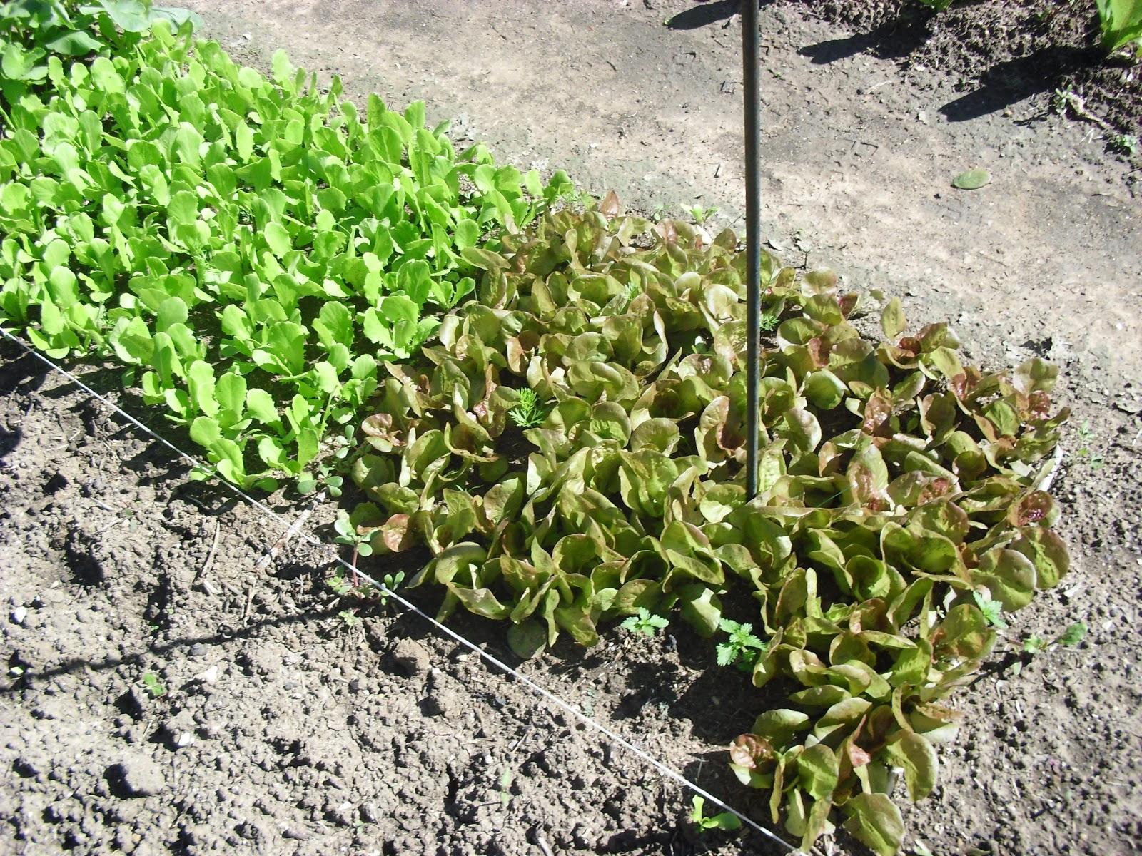 LA ACTIVIDAD EN EL HUERTO EN OCTUBRE