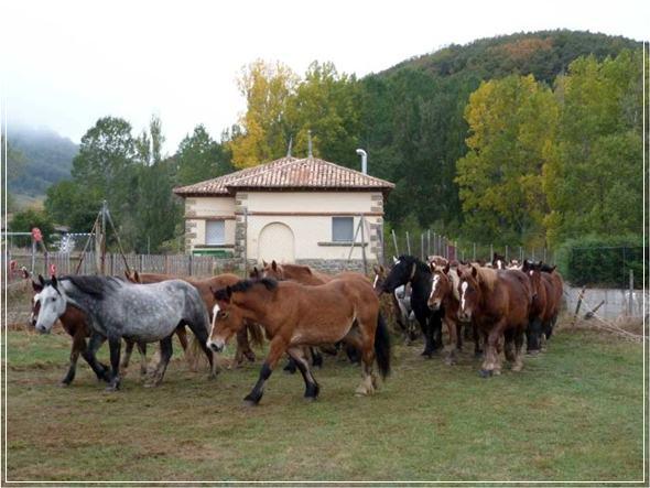 La Feria del Caballo en Pernía