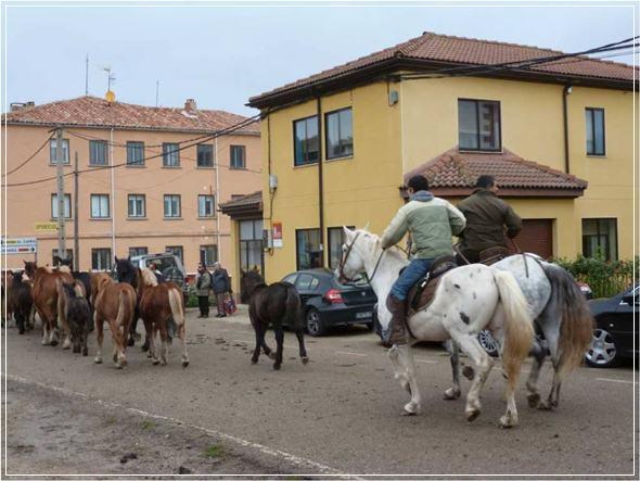 La Feria del Caballo en Pernía