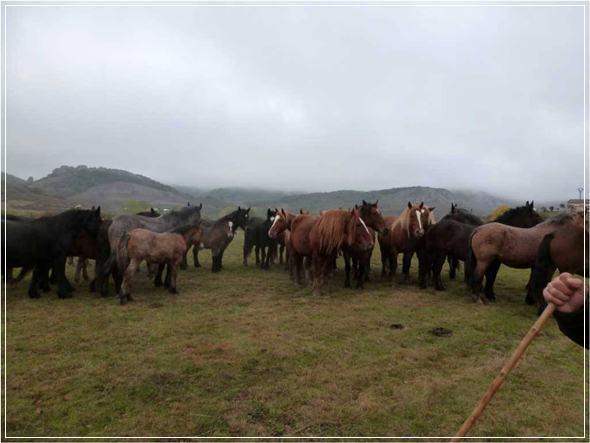 La Feria del Caballo en Pernía