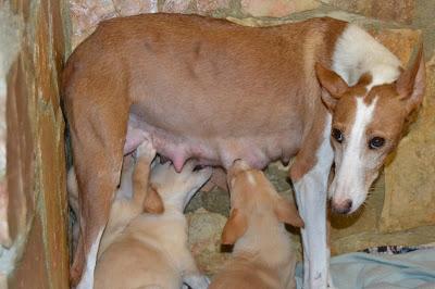 LÍA SU MIRADA ES ESPECIAL, CUANTO DOLOR HA PASADO, YA ES HORA DE QUE CONOZCA LA BONDAD Y EL AMOR.