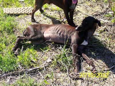 Galga abandonada en celo, con una pata rota, exhausta, desnutrida, deshidratada y aterrorizada. (CADIZ)