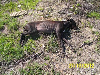 Galga abandonada en celo, con una pata rota, exhausta, desnutrida, deshidratada y aterrorizada. (CADIZ)
