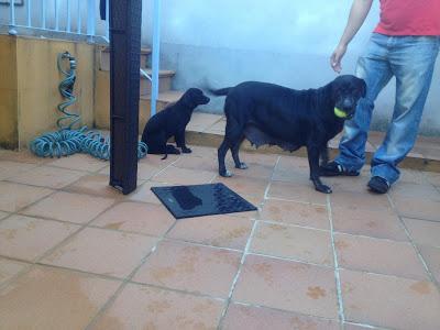 MAMA LABRADORA CON SU BEBE ABANDONADAS. MUY URGENTE (HUELVA)