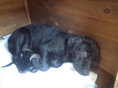 MAMA LABRADORA CON SU BEBE ABANDONADAS. MUY URGENTE (HUELVA)