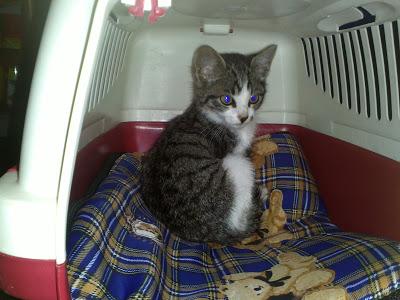 Gatito bebe abandonado y empapado en Sevilla.