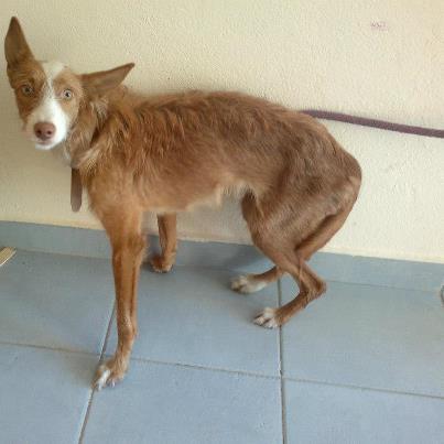 Foto: Esta en la perrera desde: octubre 2012  ALANA Podenca de mas o menos un año recogida por el lacero tras aviso que se habia metido en el recinto de una escuela taller. Esta chiquitilla debio de pasarlo muy mal, su delgadez al menos delanta la hambre que debio de pasar. Ella es un desecho mas de los cazadores, no sirve para la caza, asi es que se abandona y ya esta...De momento no se ha podido valorar con otros perritos, lo que no tiene es agresividad ninguna hacia el humano. Con cariño y paciencia Alana aprendera que no todo son maltratos...por favor ayuda para su difusion, al fin de que Alana muy pronto tenga hogar. Adoptame Gracias  CONTACTO  marimari560@hotmail.com TELEFONO   639 81 32 80
